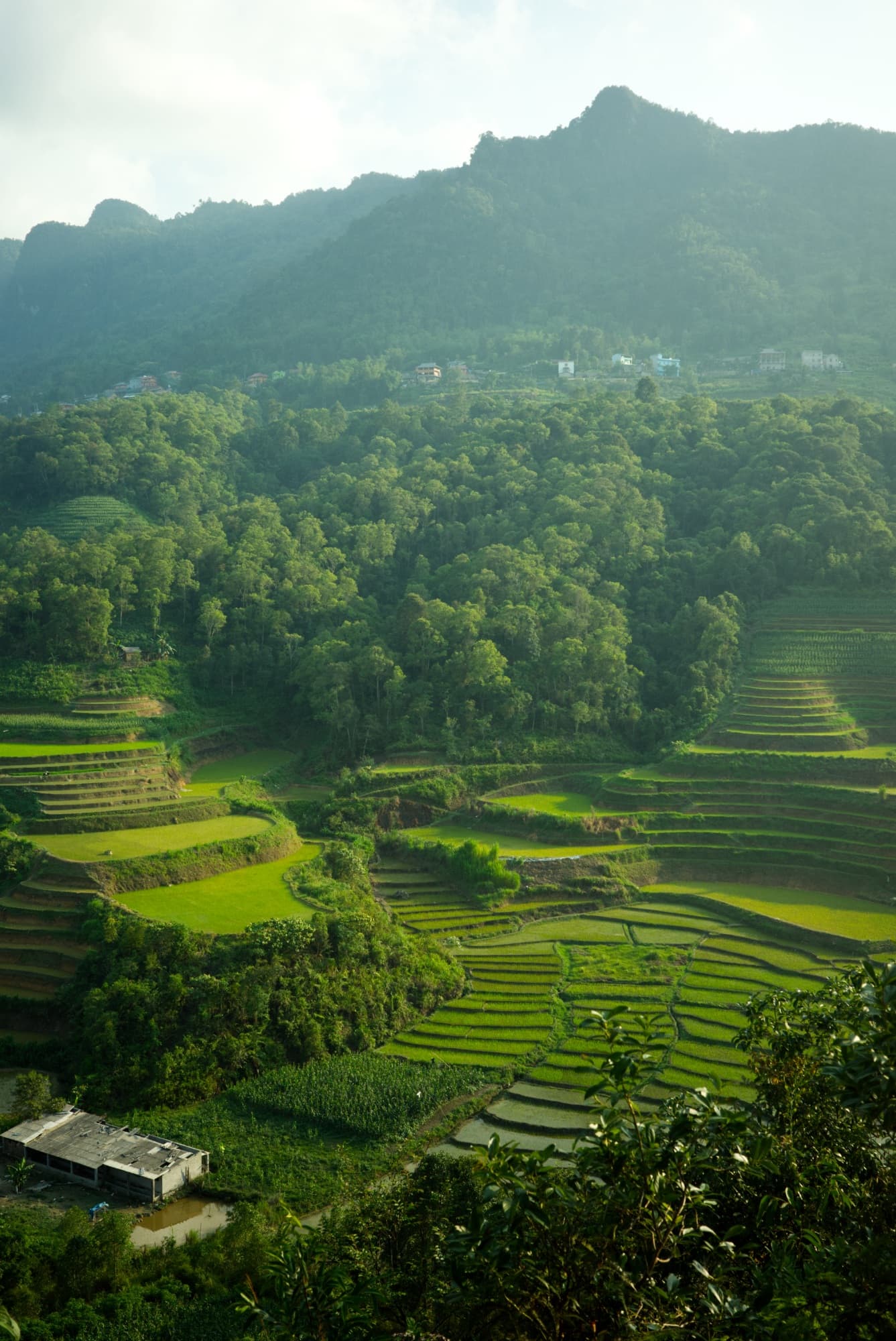 rice fields with trees on a mountainside